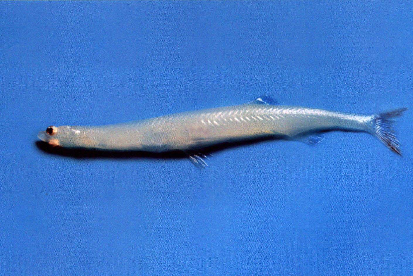 太湖银鱼-名特食品图谱-图片